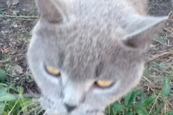 Пропала британская кошка серого окраса в Кинеле, Самарская область