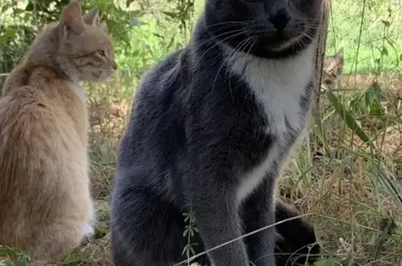 Найден хромой кот Русский голубой на Киевском шоссе