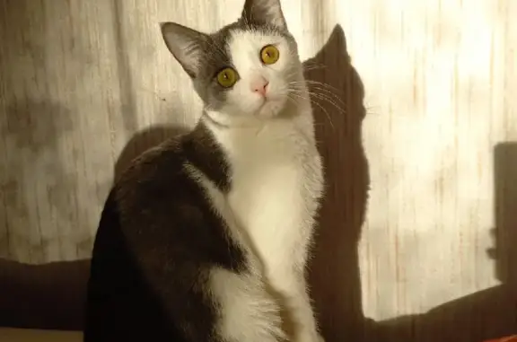 Кошки потеряшки, Ярославль, фото: Потеряшка кошка с Брагинской улицы, Ярославль