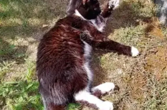 Найдена черно-белая кошка в Луховицах
