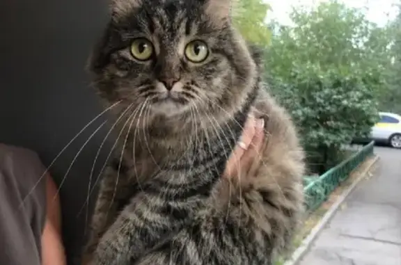 Найдена кошка на Спасской, похожа на Сибирскую породу