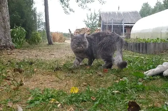 Найдена кошка, Второвское, фото: Найдена кошка в Ивашково, Второвское сельское поселение