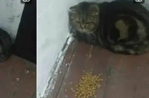 Кошка с фиолетовым ошейником найдена на Кузнецкой, 43