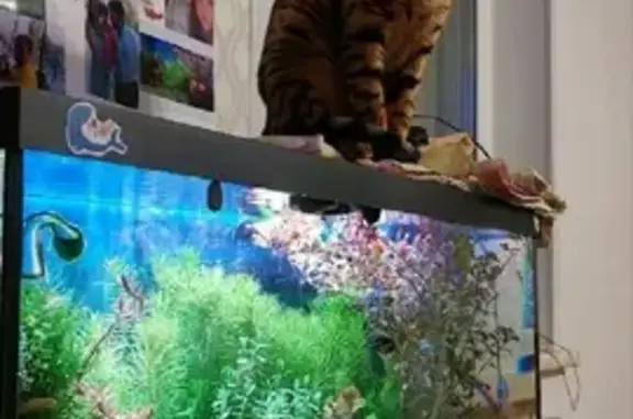 Потерянные животные Новосибирск, фото: Пропала кошка на Артиллерийской, Новосибирск