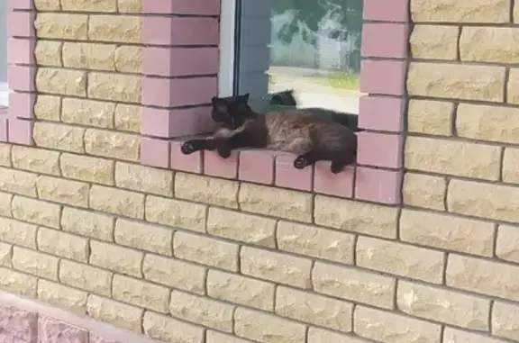 Пропал сиамский кот на ул. Шуйской, Ковров