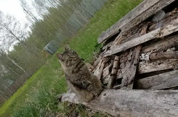 Пропала кошка в Тоншаловском поселении, Вологодская обл.