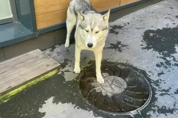 Объявления о пропавших и найденных животных, Москва, фото: Собака найдена возле Экспостроя на Нахимовском проспекте, Москва.