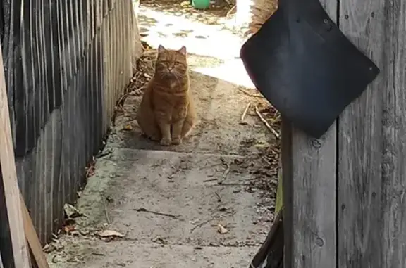 Объявления о пропавших и найденных животных, Киров, фото: Пропала кошка на Северных увалах, адрес: Северянка 3.