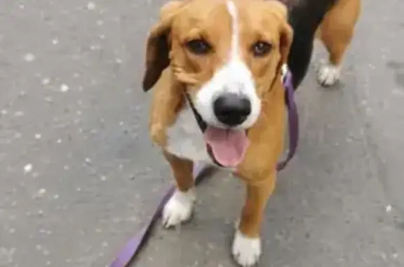 Найденные животные район Троицк, фото: Найден бигль в Троицке, ищем хозяев