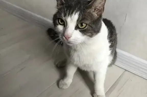Найдена кошка на Петровско-Разумовском проезде, Москва