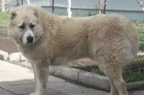 Пропала собака Алабай на улице Мира