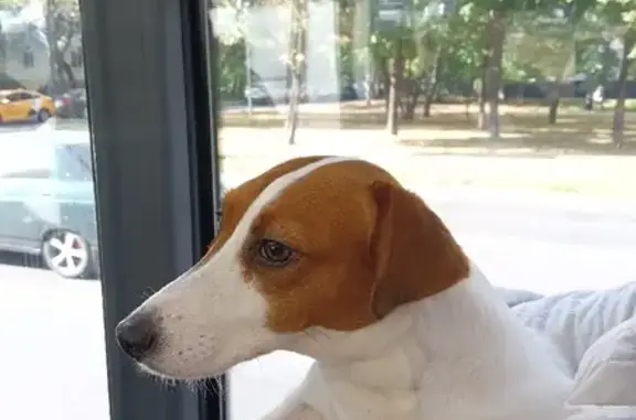 Собака найдена на Ореховом бульваре, Москва