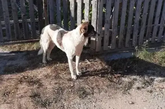 Найдена собака в Белоярском районе, девочка.