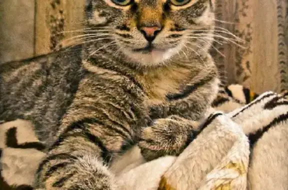 Объявления о пропавших и найденных животных, Киров, фото: Пропала кошка Лапка на Краснополянской, 6