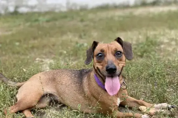 Найдена рыжая собака с фиолетовым ошейником в Октябрьском сельском поселении.