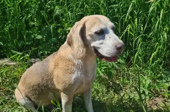 Пропала собака Яник в д. Лисицыно, Владимирская область