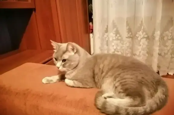 Пропала кошка Вася на Талнахской, 25, Норильск