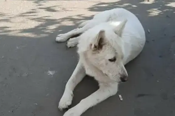 Найдена собака на улице Восстания, Казань