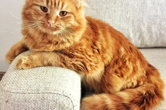 Кошки потеряшки, Ижевск, фото: Потеряшка кот на улице Ворошилова, Ижевск.