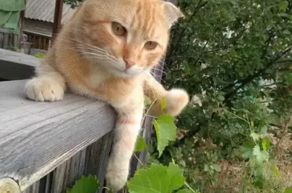 Найден рыжий кот на ул. Студенцы, 20, Усть-Кинельский