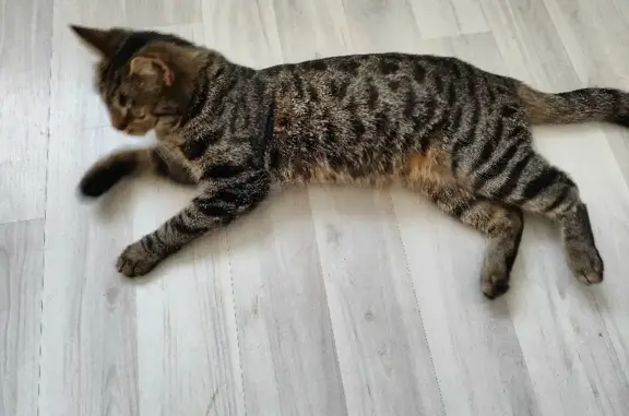 Найдена хромая домашняя кошка на Ноксинском Спуске, 16 в Казани