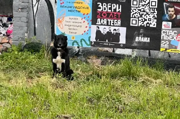 Найдена собака на углу Новоладожской и Гдовской ул.