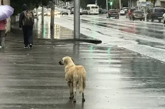 Найдена собака на ул. Чернышевского в Саратове