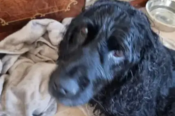 Найдена потерявшаяся собака на улице Волховстроя, 57 в Омске