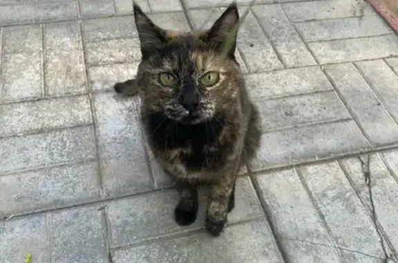 Пропала кошка в Пушкино, 2-й Надсоновский проезд