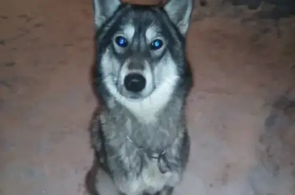 Собаки потеряшки, Троицкий, фото: Потеряшка собака Хаски на Молодёжной, 21