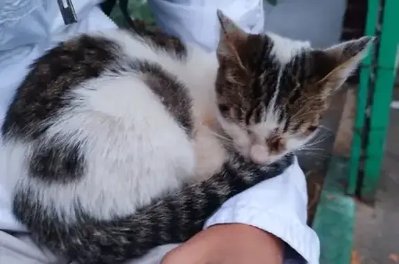 Найдена кошка на пр. Гагарина, 17, Н. Новгород