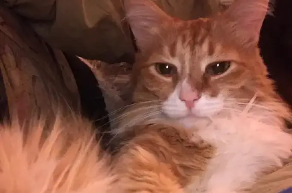 Кошки потеряшки, Набережные Челны, фото: Потеряшка кошка Шерсть в СНТ 