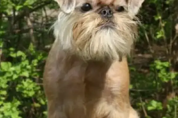 Собаки потеряшки, Нижний Новгород, фото: Потеряшка собака на Заярской, Нижний Новгород