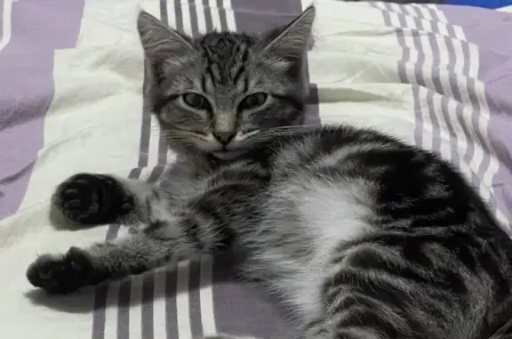 Пропала кошка Котёнок, Центральная кольцевая, 25