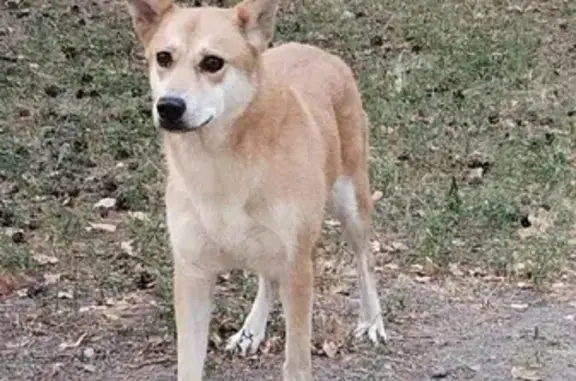 Найдена собака в Аршиновском парке, Москва