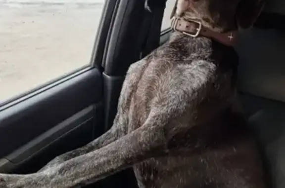 Собаки потеряшки, Москва, фото: Потеряшка собака Груша на Софийской, Москва