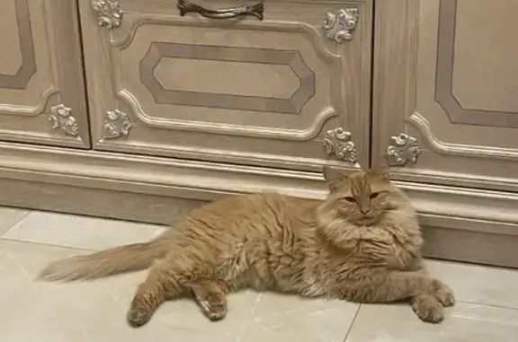 Пропал рыжий кот Мусик в Сосновом Бору, 35