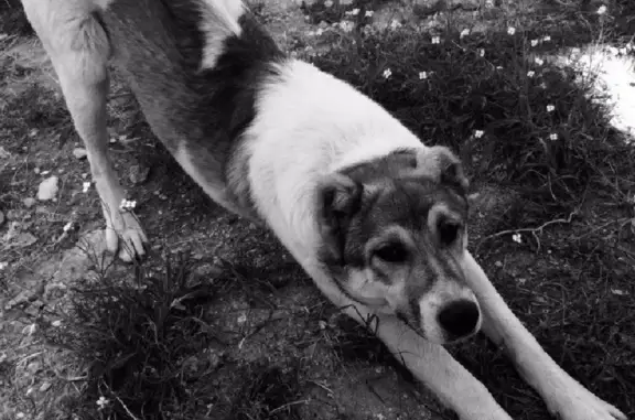 Пропала собака Волкодав в Фонтанах, Крым