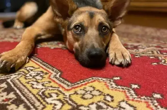 Собаки потеряшки, Москва, фото: Потеряшка собака Мира на Староватутинском проезде, Москва