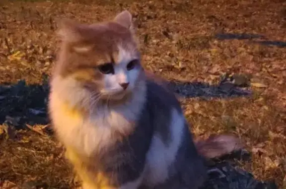 Найден домашний кот на улице Братская, 15к1, Москва.