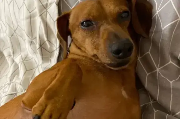 Собаки потеряшки, Москва, фото: Потеряшка Метис таксы Локи на ул. Ф. Полетаева, Москва