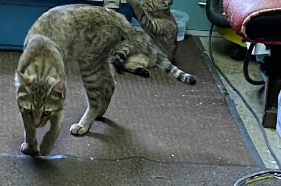 Кошки потеряшки, Москва, фото: Потеряшка кот Гугл на улице Нижние Поля, 29 с15, Москва.