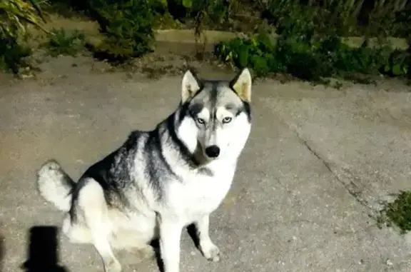 Собака найдена на Больничной улице в Яснополянских Выселках