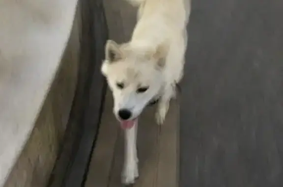 Найдена собака в Романовском, Москва