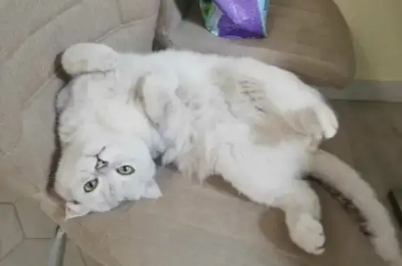 Пропала кошка в Московской области - серебристый шотландец, 2 года 9 мес.
