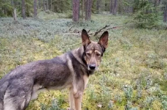 Пропала собака Север на Ярославской, Вологда
