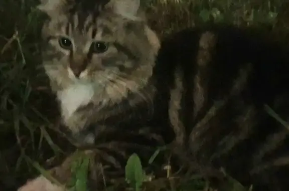 Кошки потеряшки, Санкт-Петербург, фото: Потеряшка кот Мурзик на Ленинском проспекте, СПб