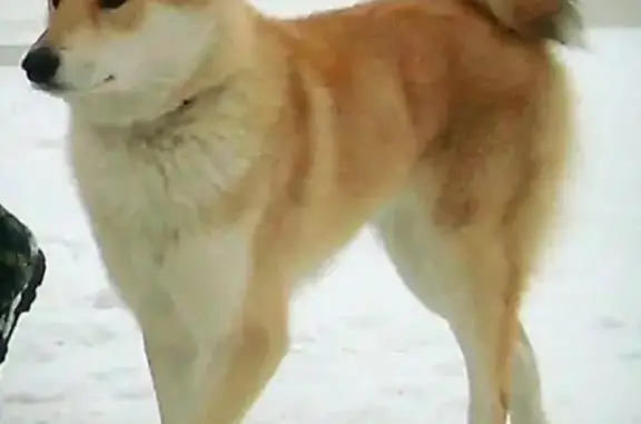Пропала рыжая собака в Петропавловске-Камчатском