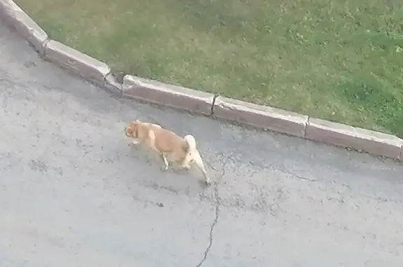 Собака с зелёным ошейником на пр. Шахтёров, 121, Кемерово