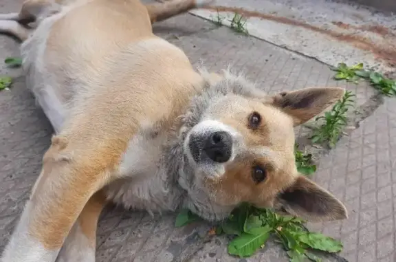 Пропала собака Ума на Паровозной улице, Черногорск.